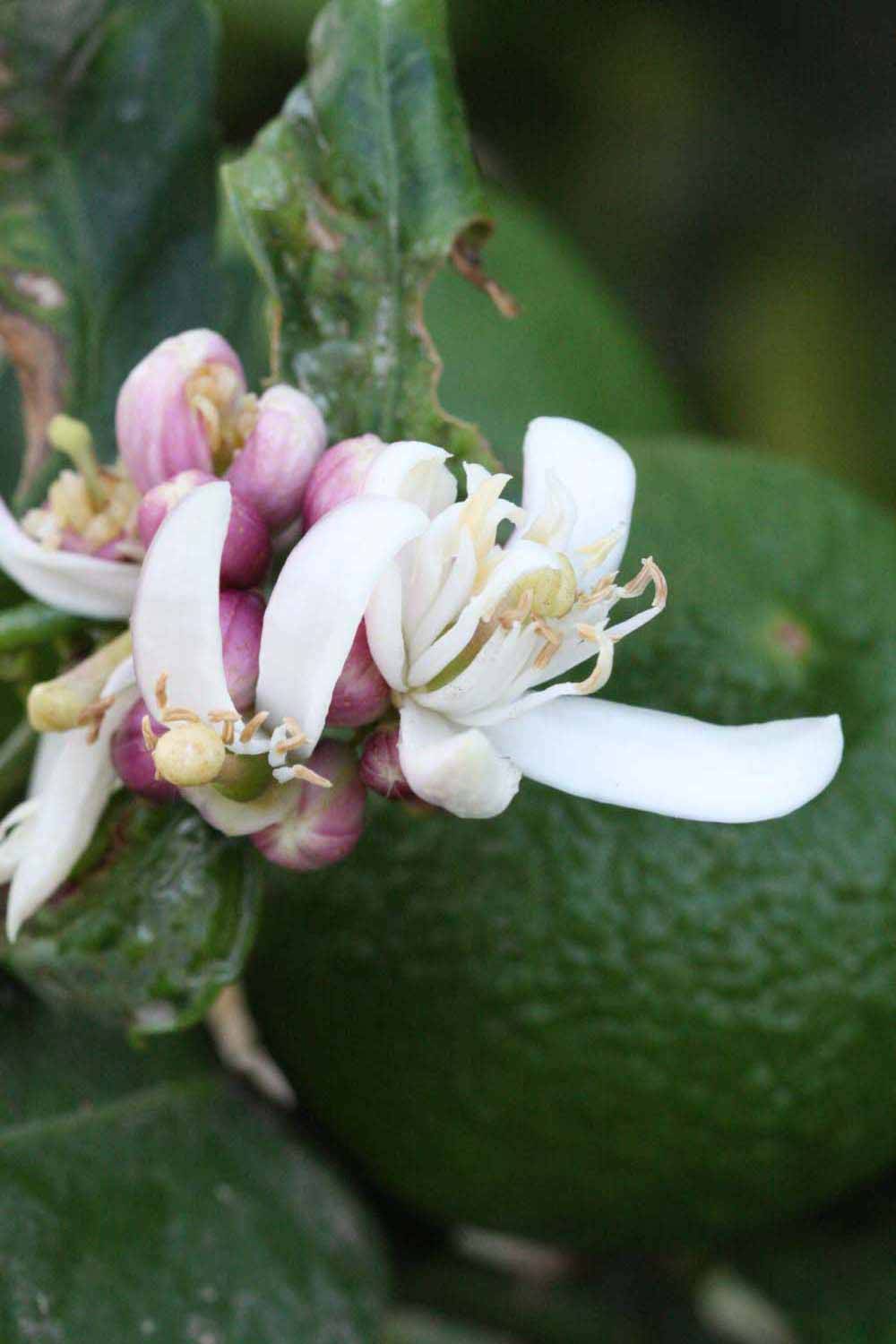              Flower (Riverside, CA)       